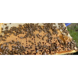 Beekeeping Experience Day – 2 Hour Guided Apiary Visit