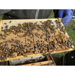 Beekeeping Experience Day – 2 Hour Guided Apiary Visit