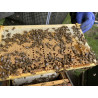 Beekeeping Experience Day – 2 Hour Guided Apiary Visit