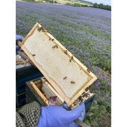 Beekeeping Experience Day – 2 Hour Guided Apiary Visit