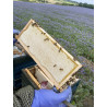 Beekeeping Experience Day – 2 Hour Guided Apiary Visit