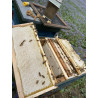 Beekeeping Experience Day – 2 Hour Guided Apiary Visit