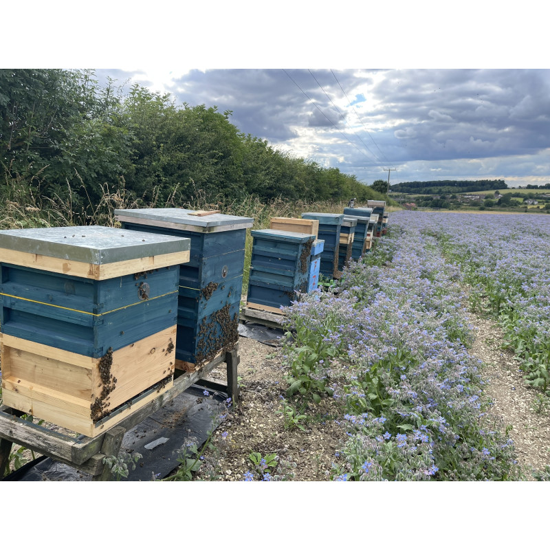 Beekeeping Experience Day – 2 Hour Guided Apiary Visit