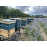 Beekeeping Experience Day – 2 Hour Guided Apiary Visit