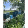 Beekeeping Experience Day – 2 Hour Guided Apiary Visit