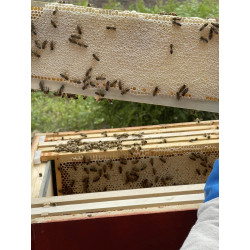 Summer Cut Honeycomb ~150g