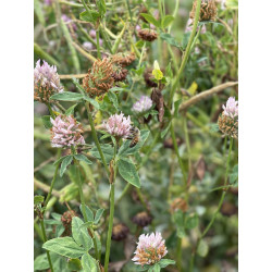 Clover honey 340g, 12oz