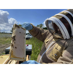 Honeycomb in summer blossom honey