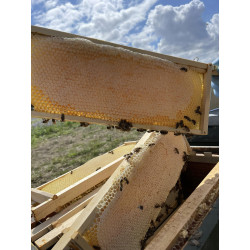 Honeycomb in summer blossom honey