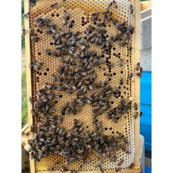 Summer blossom honey naturally crystallized 340g