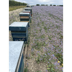 Borage honey naturally crystallized  -  340g