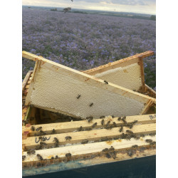 Borage honey naturally crystallized  -  340g