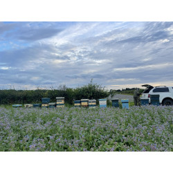 Borage honey Squeezy Bottle 340g