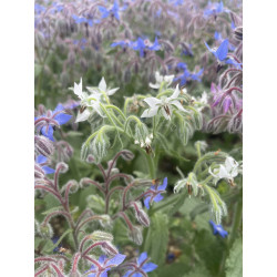 Borage honey Squeezy Bottle 340g