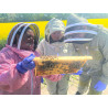 Beekeeping Experience Day – 2 Hour Guided Apiary Visit