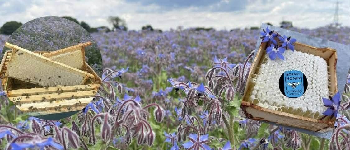 Borage Honey